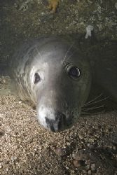 Grey seal.Farne isles. D200, 16mm. by Derek Haslam 